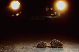Headlights: HEDGEHOGS - at night, crossing road, lit by car headlights