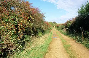 Hedges: Hedgerow - Breckland Lane