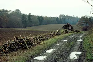 Kindgom: Hedgerow - destroyed