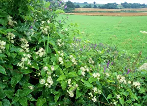 Vitalba: Hedgerow / Field border - flowers, Old Man's Beard