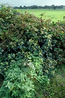 Brambles: Hedgerow - with Ivy, Bramble, Nettle
