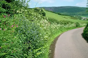 Campion: Hedgerow - roadside bank, with Alkaline Cow Parsley
