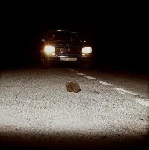 Crossings: HEDGHEHOG - crossing road at night