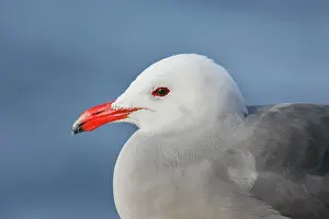 Heermanni: Heermann's Gull