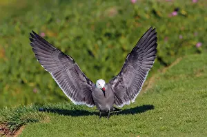 Heermanni: Heermann's Gull