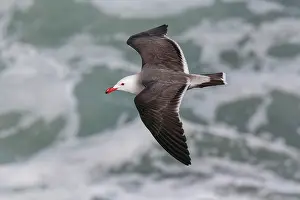 Heermanni: Heermann's Gull