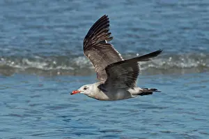 Transition: Heermann's Gull