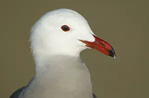 Heermanni: Heermann's Gull