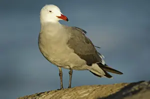 Heermanni: Heermann's Gull