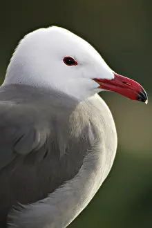 Heermanni: Heermann's Gull