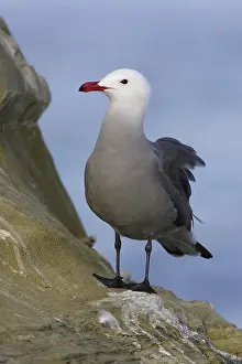Heermanni: Heermann's Gull