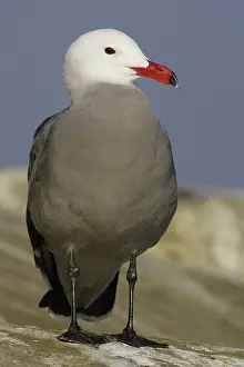 Heermanni: Heermann's Gull