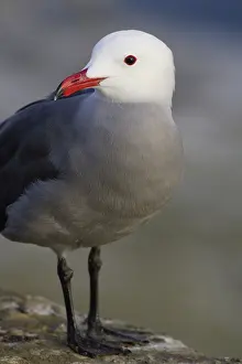 Heermanni: Heermann's Gull