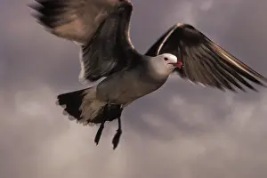 Heermanni: Heermann's Gull