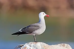 Heermanni: Heermann's Gull, adult