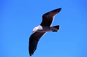 Heermanni: Heermanns Gull - adult in flight