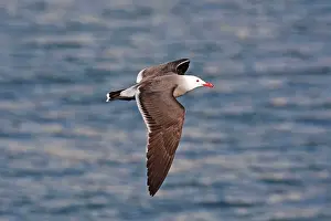 Heermanni: Heermann's Gull, adult in flight