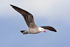 Heermanni: Heermann's Gull, adult in flight