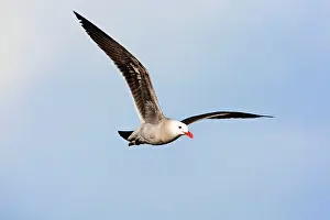 Heermanni: Heermann's Gull - adult in flight