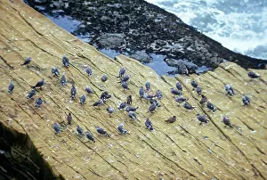 Heermanni: Heermann's Gull - Adult and juvenile gulls on shore