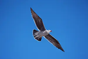 Heermanni: Heermann's Gull - Adult - Soaring