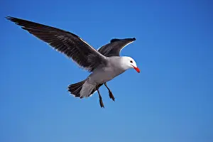 Heermanni: Heermann's Gull - adult - Taking off