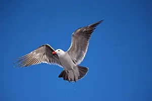 Heermanni: Heermann's Gull - adult - Taking off
