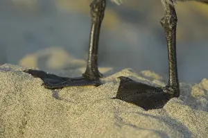 Heermanni: Heermann's Gull Feet