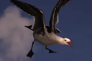 Heermanni: Heermann's Gull in flight