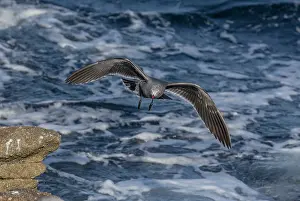 Soaring: Heermann's gull, Larus heermanni, in flight over