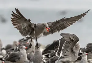 Laridae: Heermanns gull, Larus heermanni - part of large