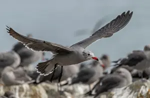 Gulls: Heermanns gull, Larus heermanni - part of large