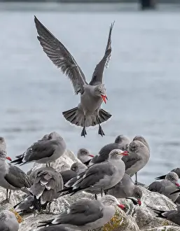 Gulls: Heermanns gull, Larus heermanni - part of large