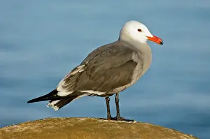 Heermanni: Heermann's Gull on Rock