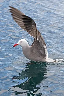 Heermanni: Heermann's Gull - in water
