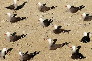 Heermanni: Heermann's Gulls