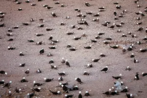 Heermanni: Heermann's Gulls