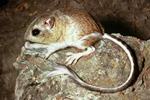 Heermanni: Heermann's Kangaroo Rat