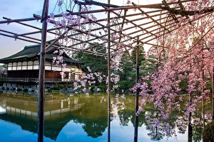 Sakura: Heian jingu temple under cherry trees Sakura at