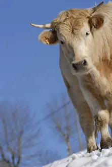 Strains: Heifer 2 years Aubrac Charolais cross in the snow