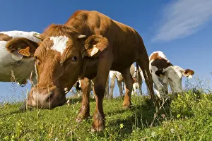 Smelt: Heifer curious in meadow Haute Savoie France