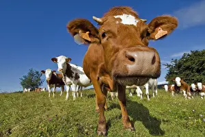 Smelt: Heifer curious in meadow Haute Savoie France