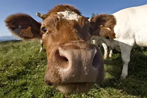 Smelt: Heifer curious in meadow Haute Savoie France