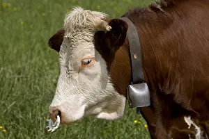 Rings: Heifer with nose weaning ring Vercors France