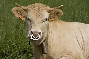 Rings: Heifer with nose weaning ring Vercors France