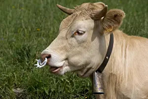 Rings: Heifer with nose weaning ring Vercors France