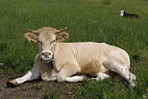 Rings: Heifer with nose weaning ring Vercors France