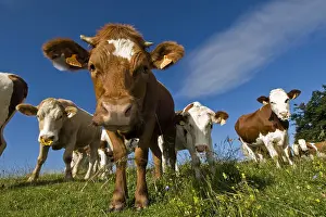 Smelt: Heifers curious in meadow Haute Savoie France