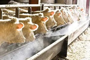 Stall: Heifers eating in a stalling in winter France