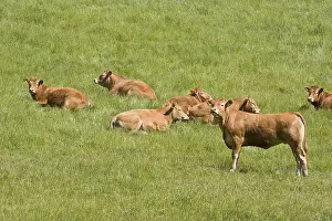 Heifer: Heifers Limousine in meadow at spring
